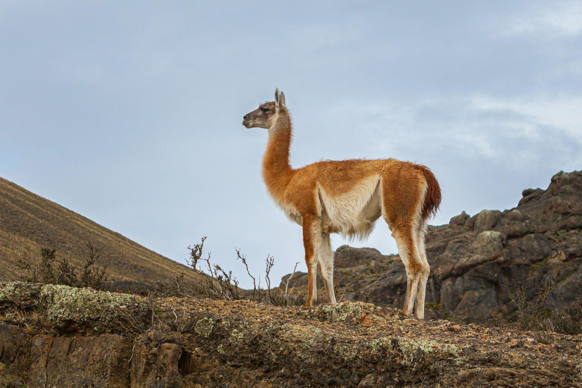 Guanako