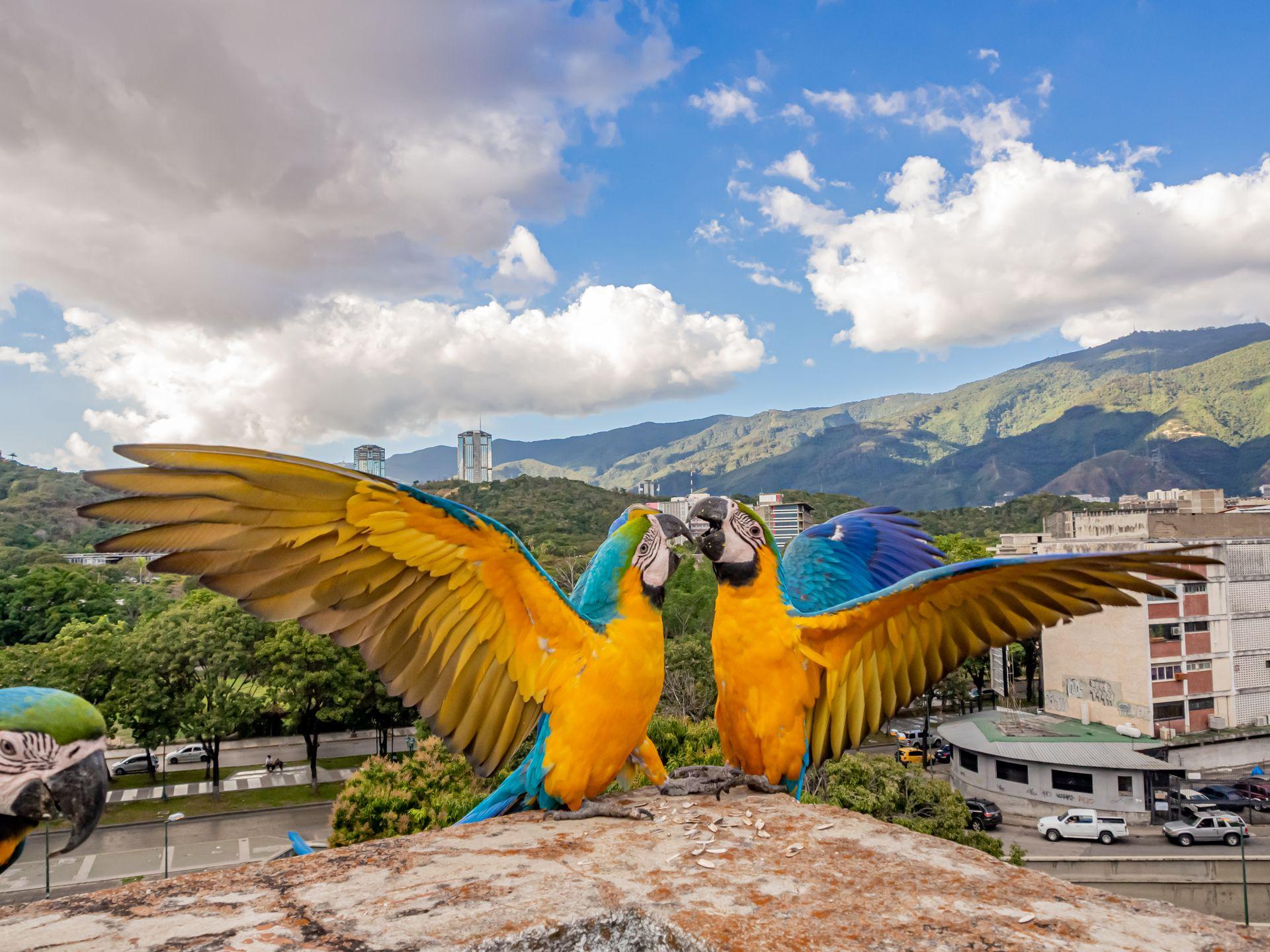 caracas