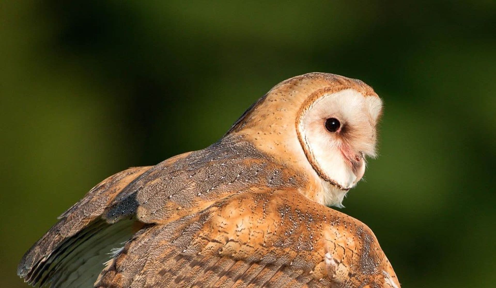 Galapagos Barn Owl