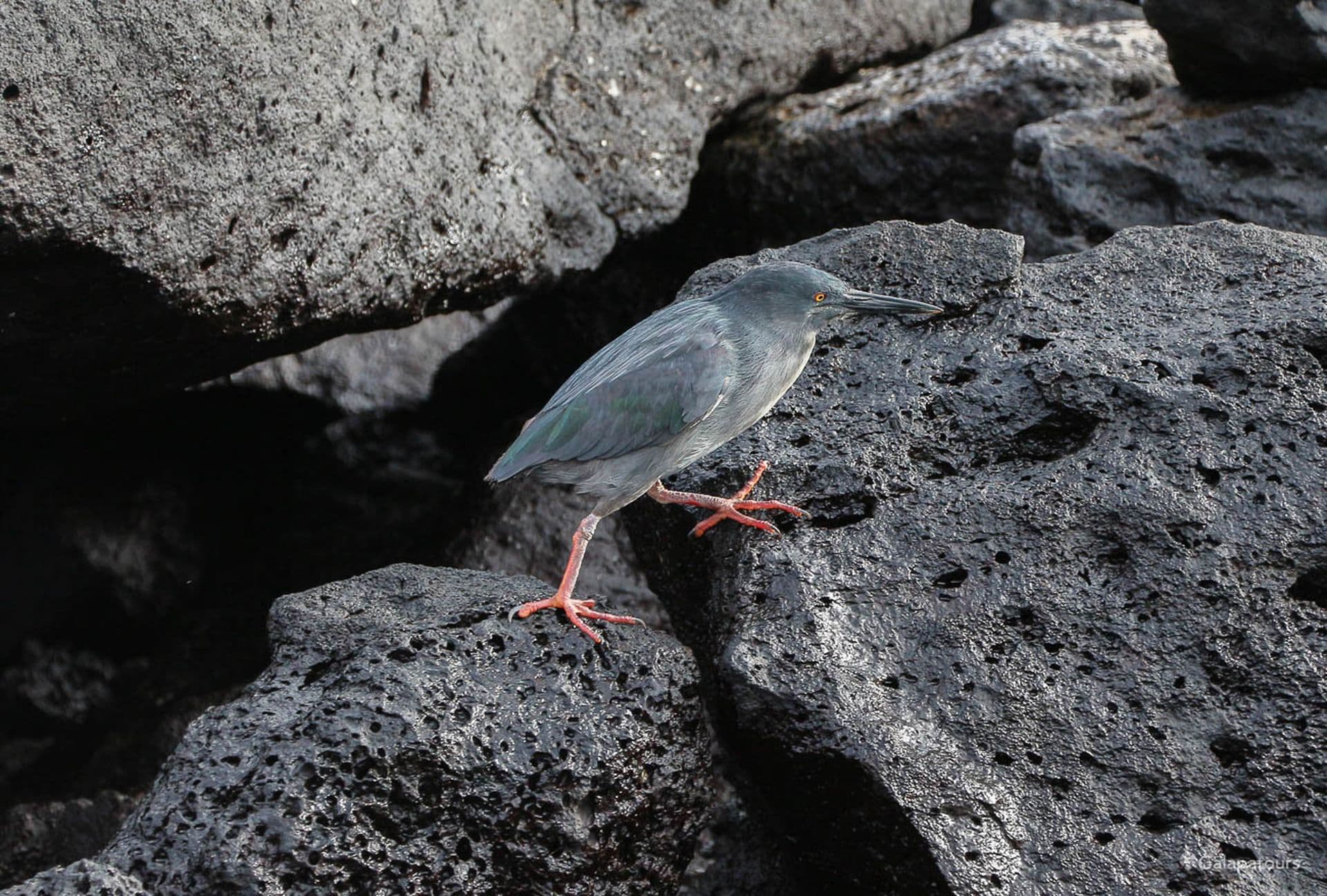 Galapagos Lava Heron