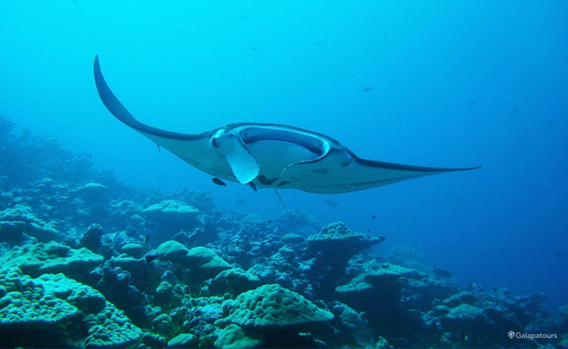 Mobula Rays