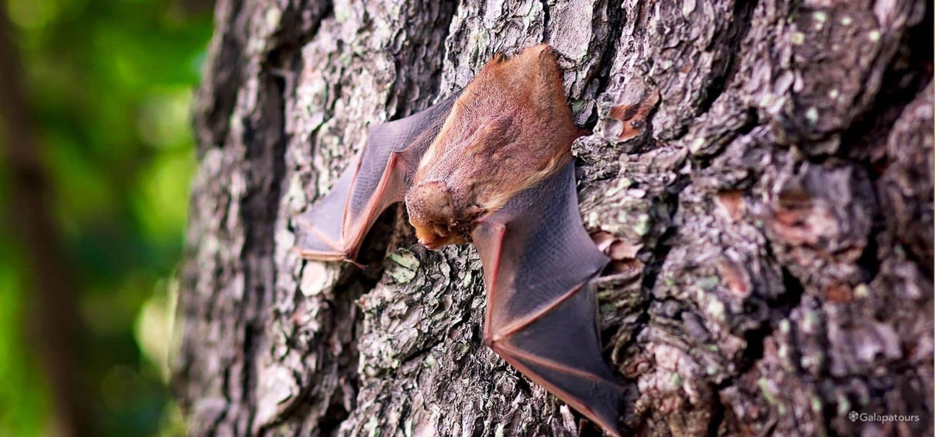 Galapagos Red Bat