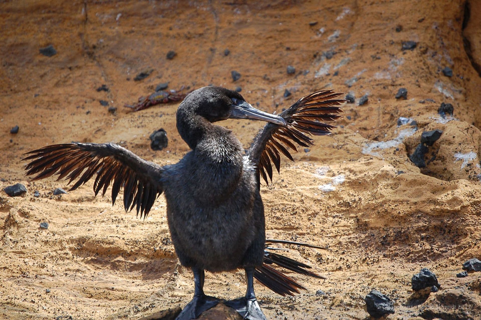 Flightless Cormorant