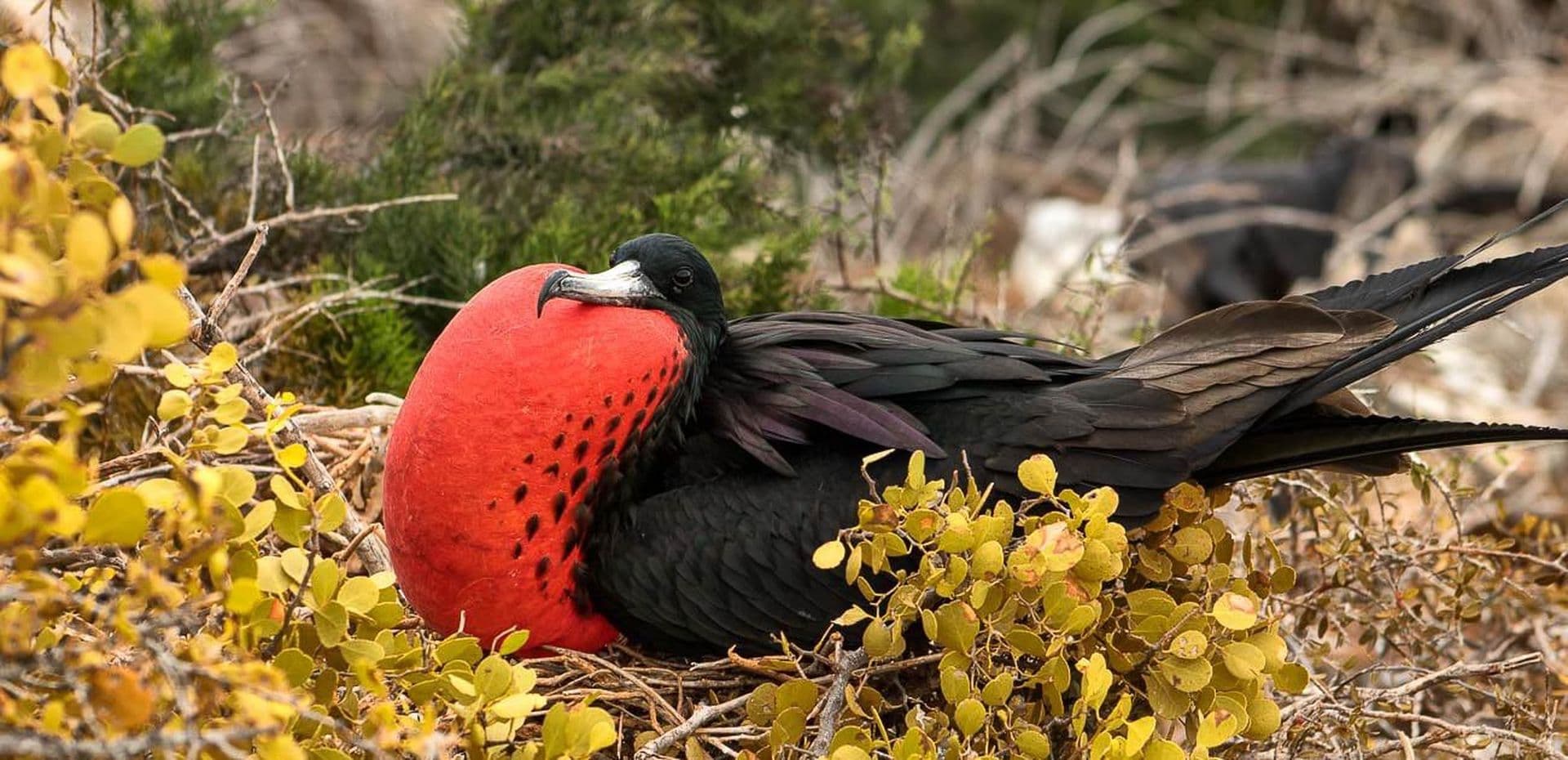 Galapagos Frigatebirds