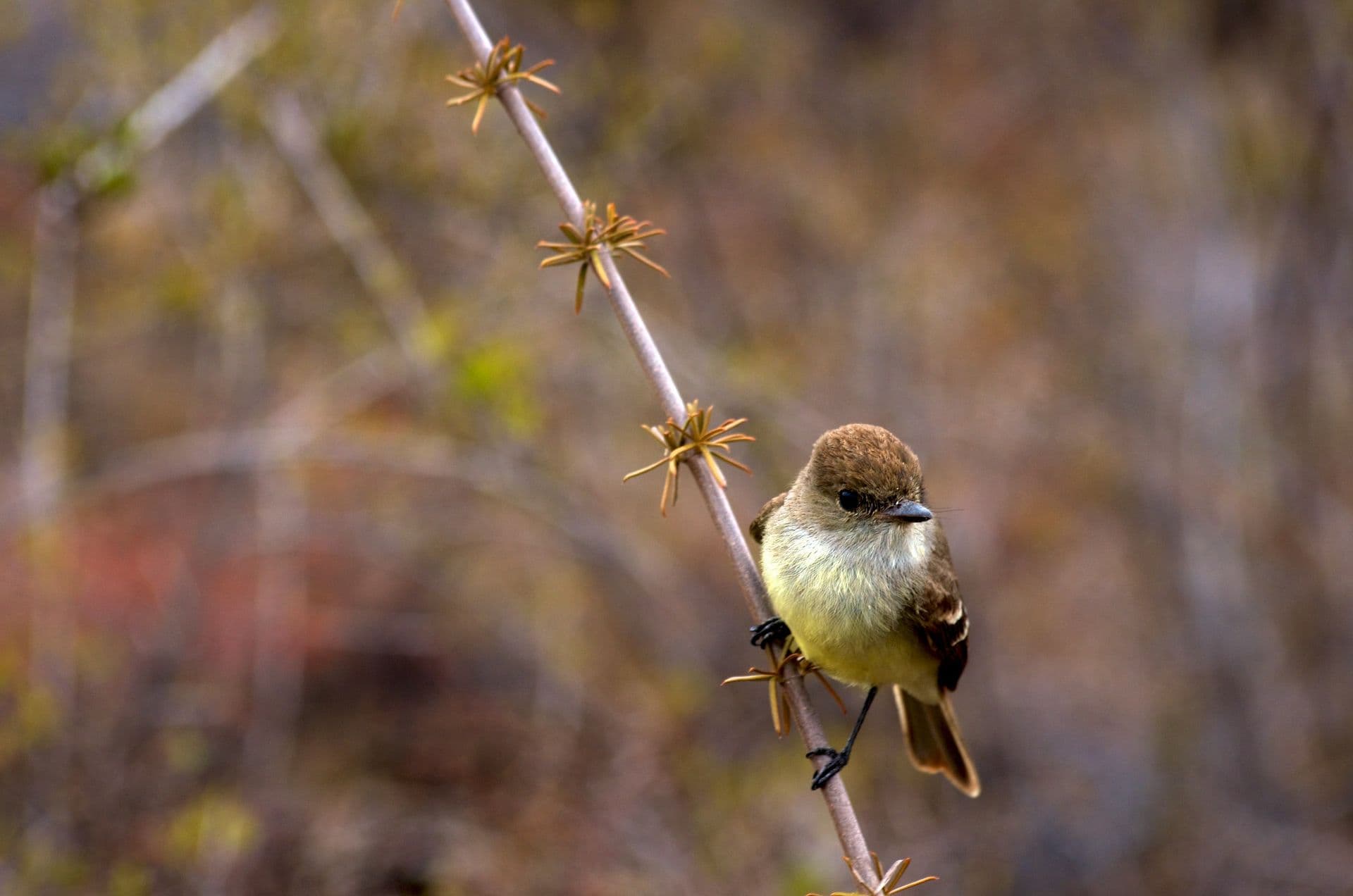 Darwin's Finches