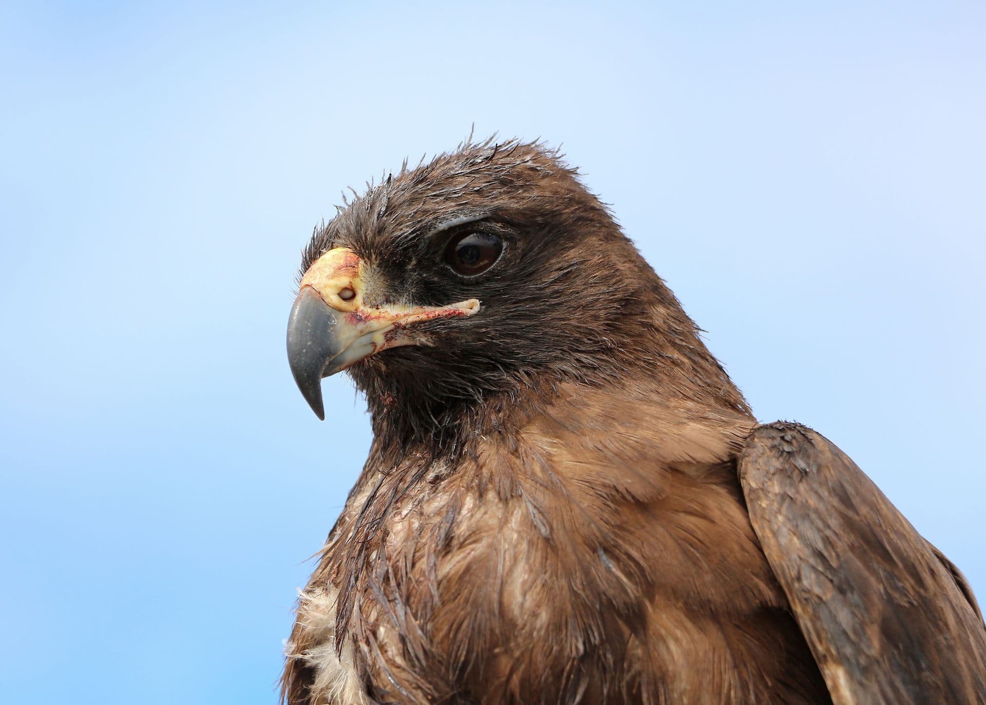 Galapagos Hawk