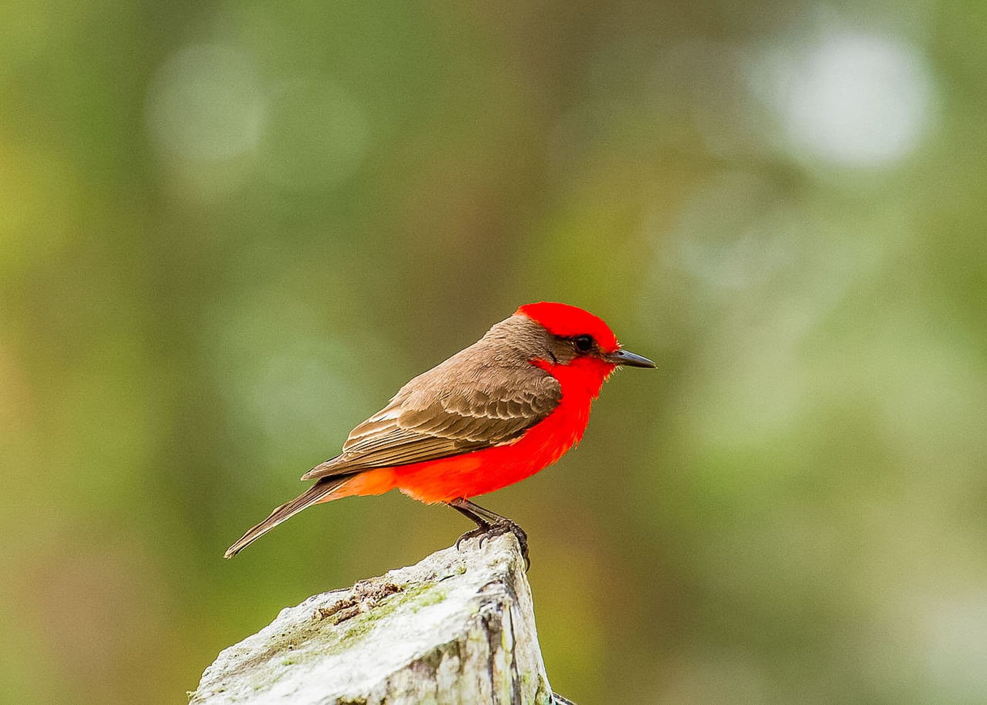 Vermilion Flycatcher