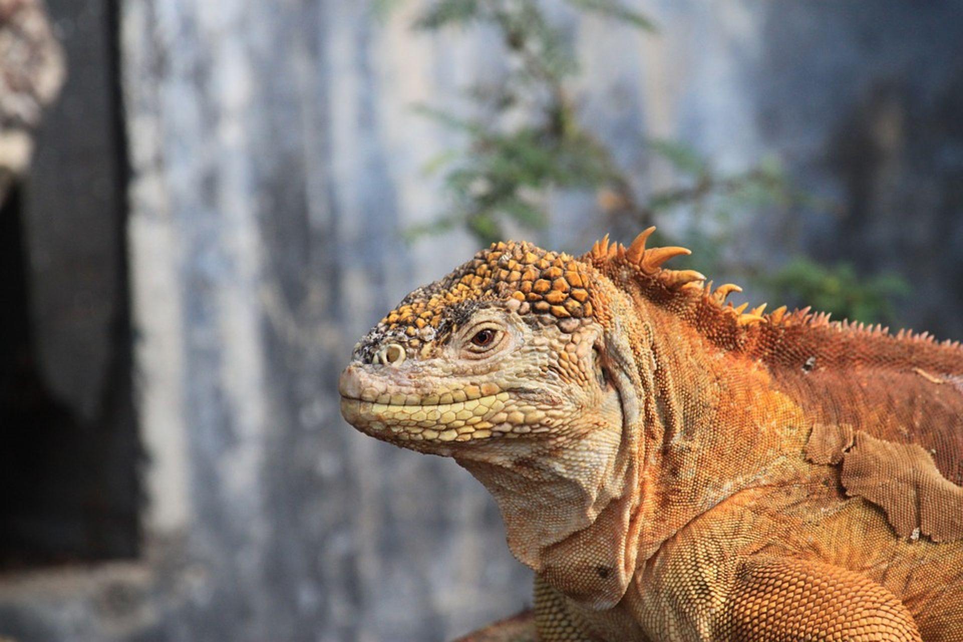 Galapagos