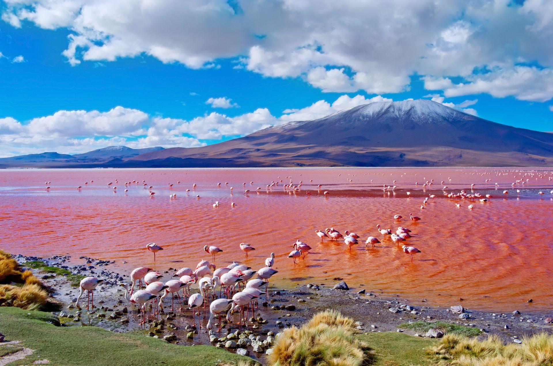 Laguna colorada Bolivia