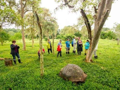 ecuador export for tourcert galapagos turtle turtoise vivideo 892 - Visiting a Ranch with Giant Turtles on Santa Cruz, Galapagos