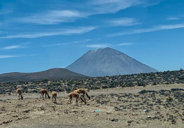 Misti und Vicuñas