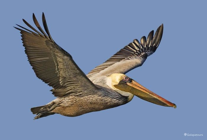 Brown Pelican