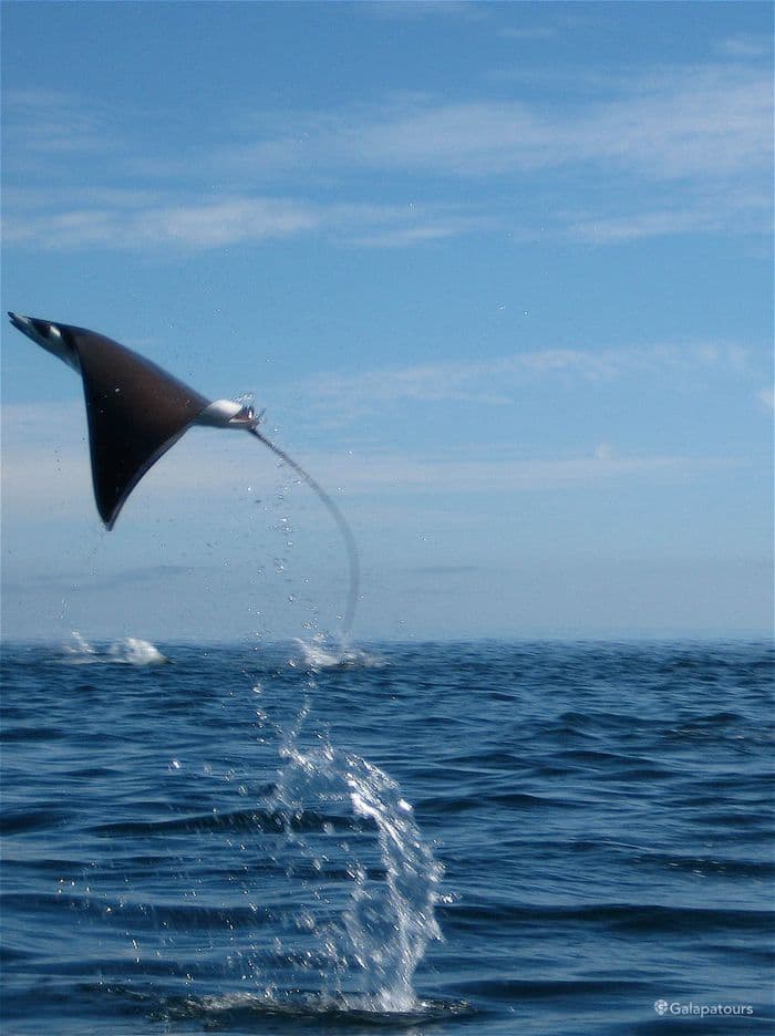 Mobula Rays