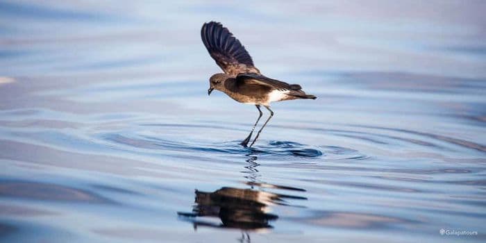 Galapagos Petrel