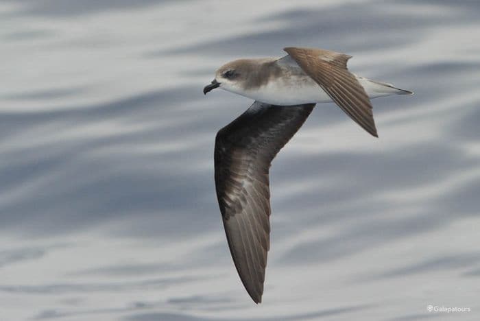 Galapagos Petrel