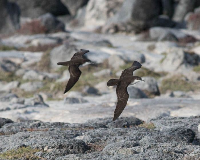 Galapagos Petrel