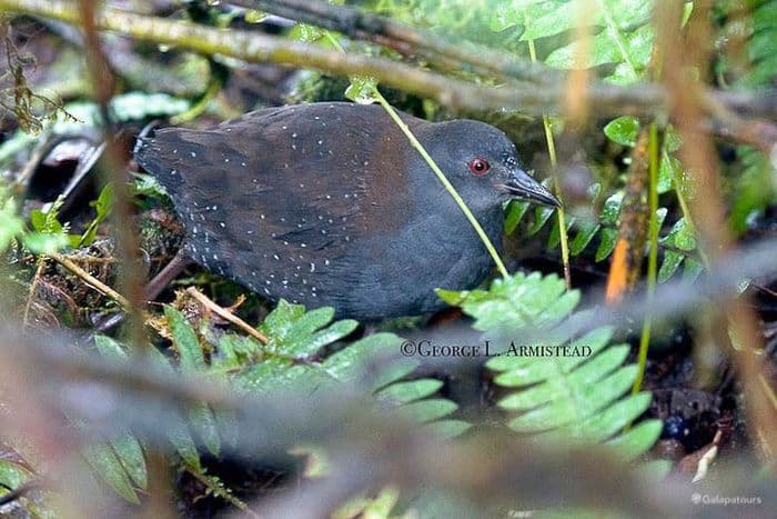 Galapagos Rail