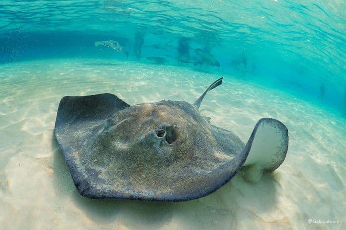 Galapagos Sting Rays