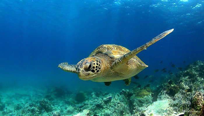 Galapagos Green Turtle