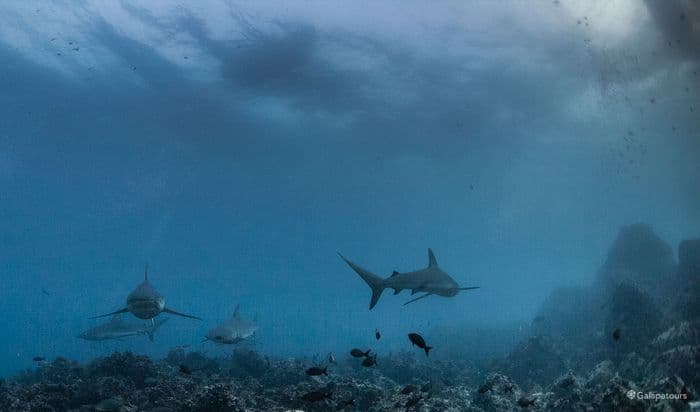 Galapagos Sharks