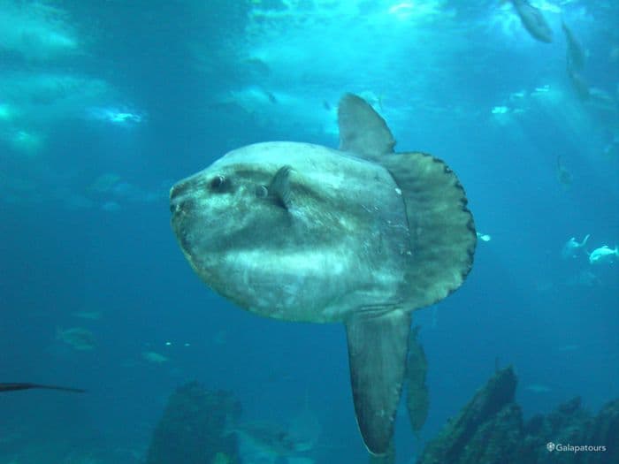 Sunfish