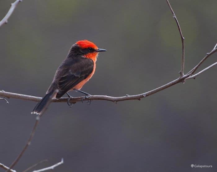 Vermilion Flycatcher