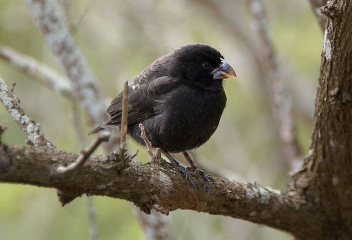 Darwin's Finches