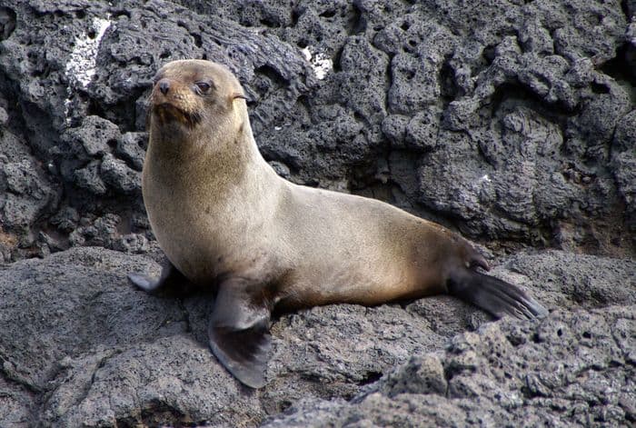 Galapagos Fur Seal