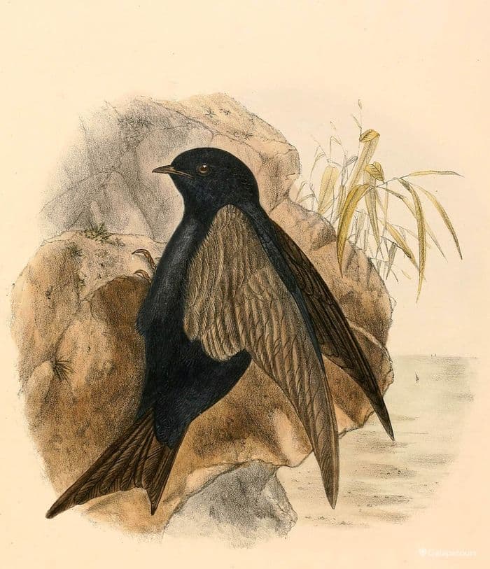 Galapagos Martin