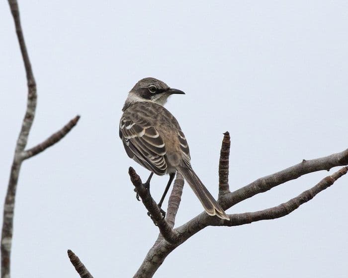 Galapagos Mockingbird