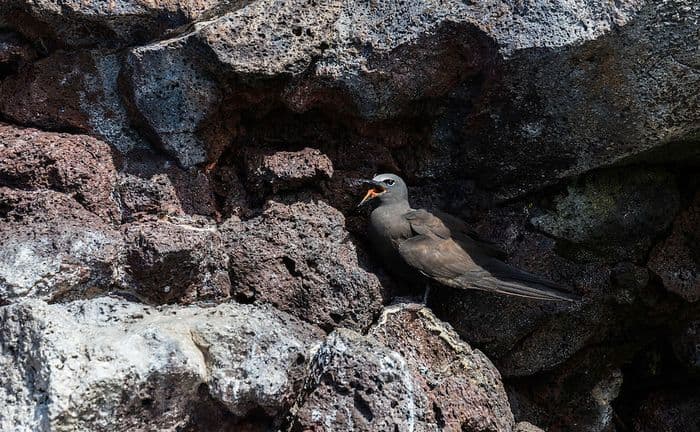 Galapagos Lava Gull