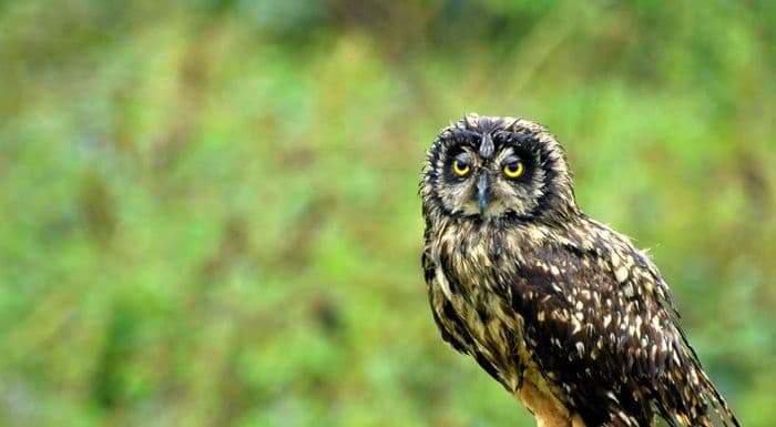 Galapagos Short-eared Owl