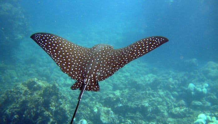 Galapagos Sting Rays