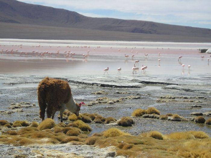 Laguna Colorada