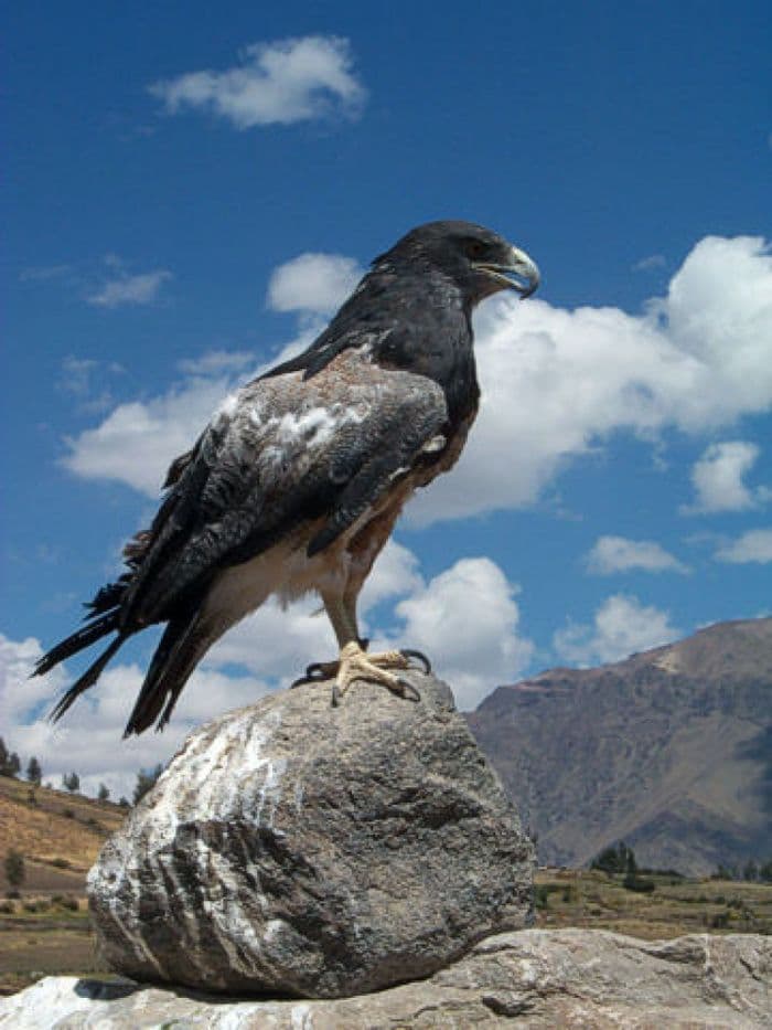 Ein Adler posiert für uns