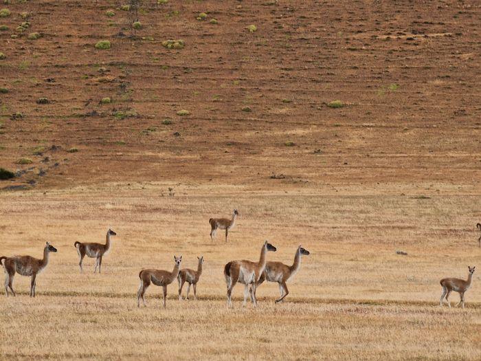 Guanacos en grupo